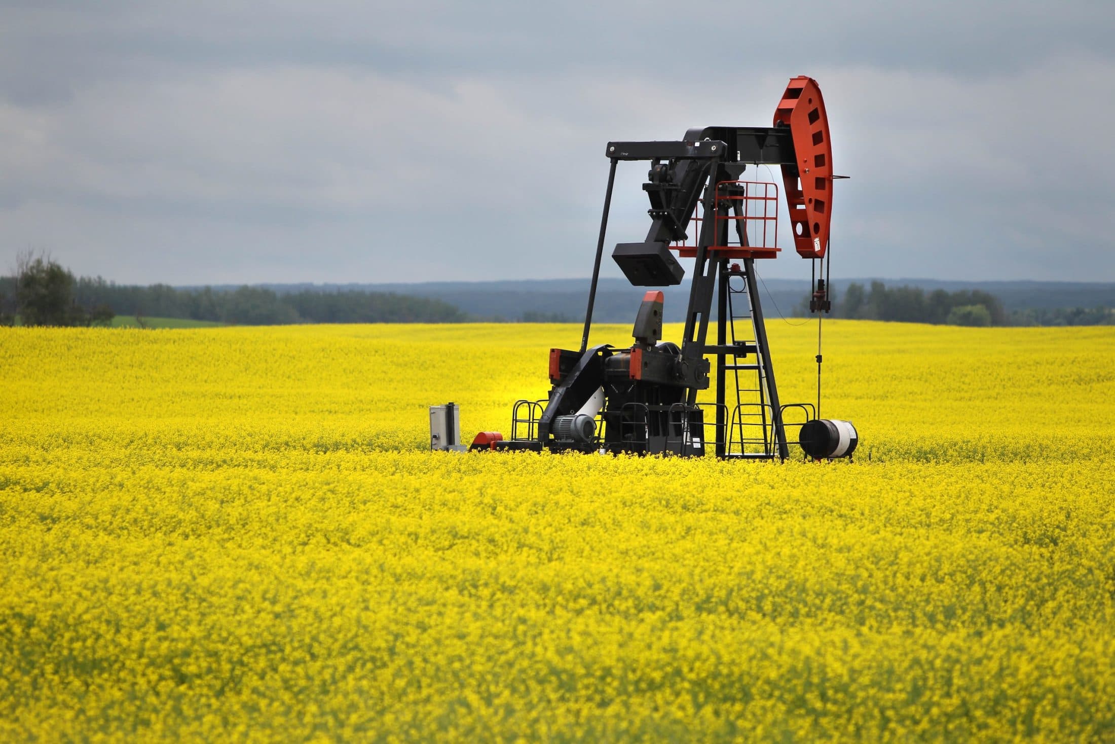 A pumpjack in a bright yellow canola field.