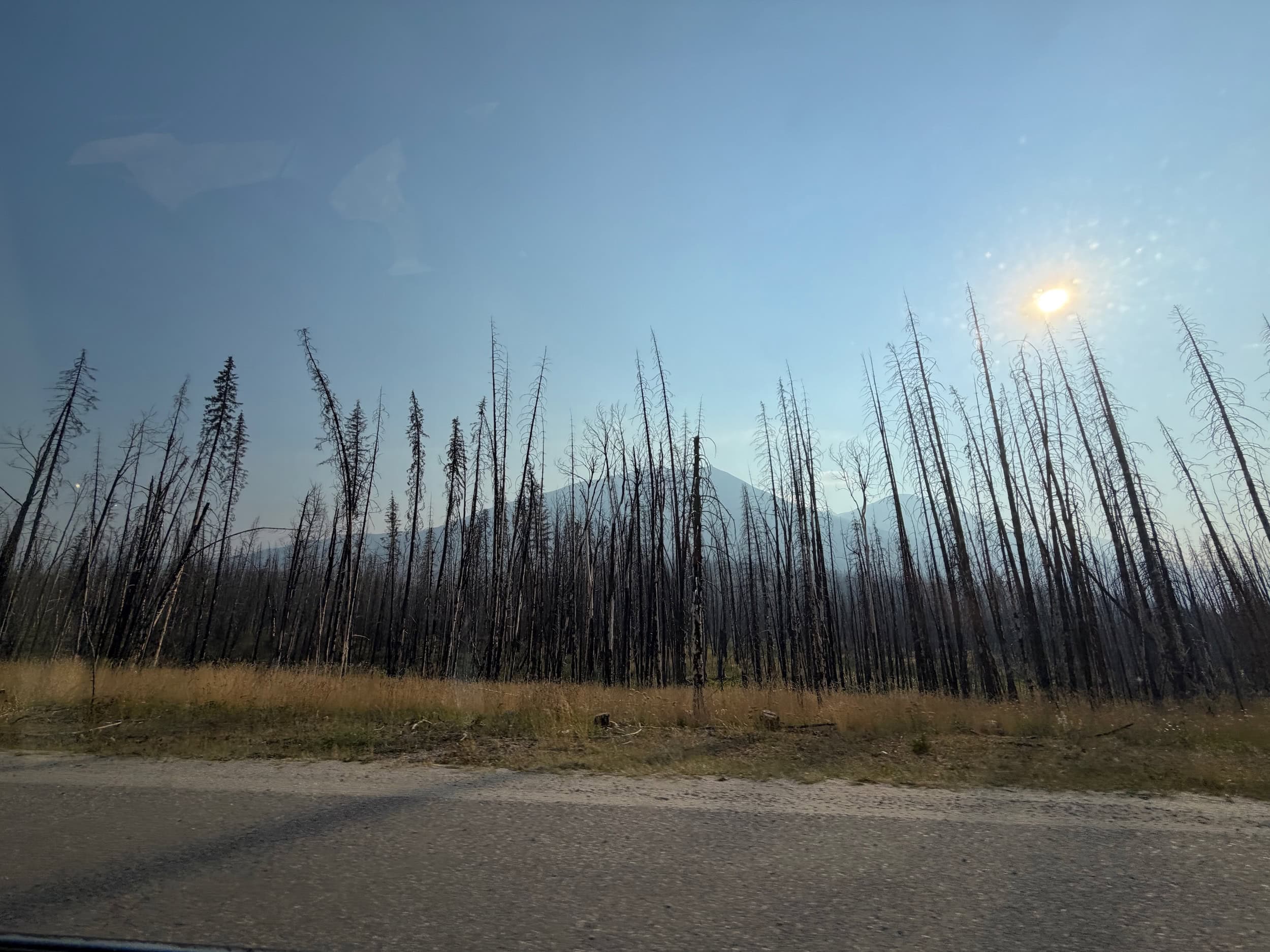 Charred trees are seen along the Icefields Parkway in Jasper National Park, with a bit of haze from wildfire smoke noticeable on an otherwise sunny day.