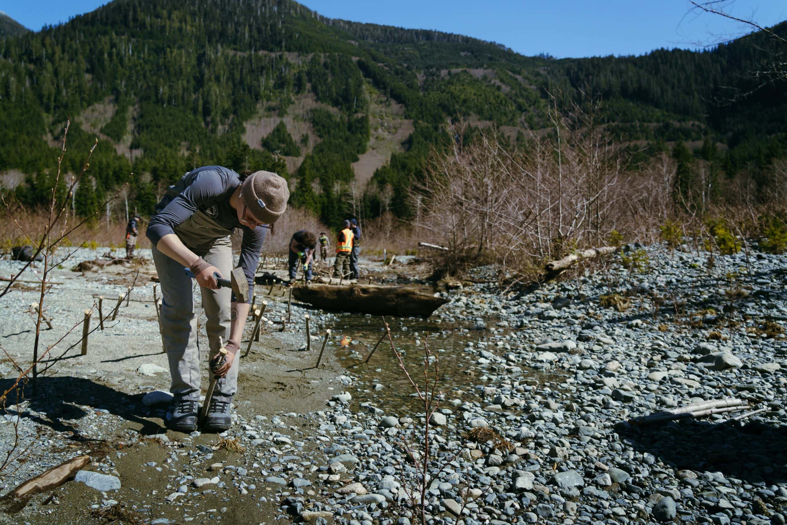 An ecological restoration worker plants a willow branch into a gravelly riverbed, with mountains in the background.