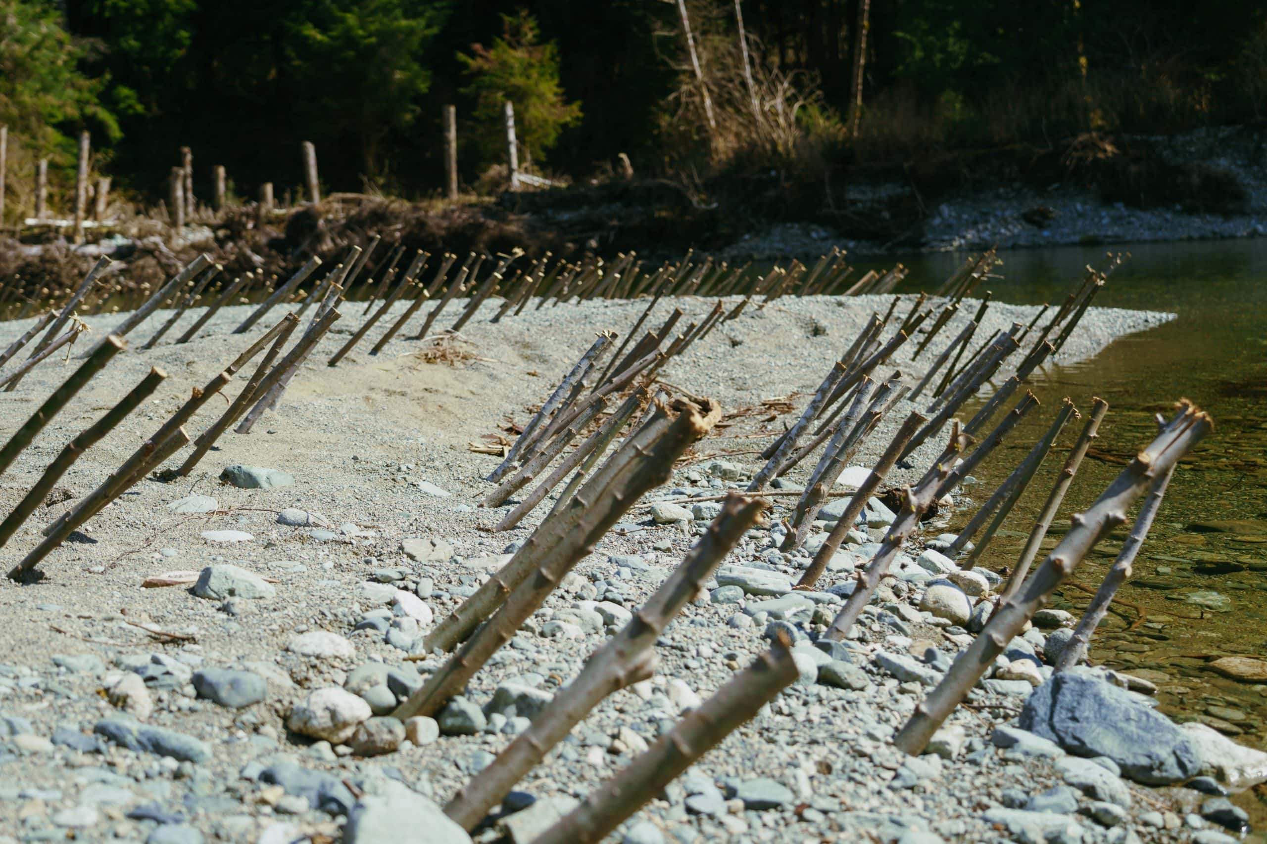 Dozens of cut willow branches stick out from a gravelly riverbed.