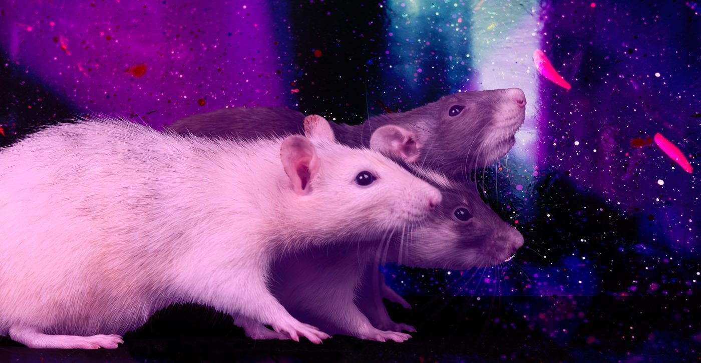 an illustrated pink and purple photo of rats