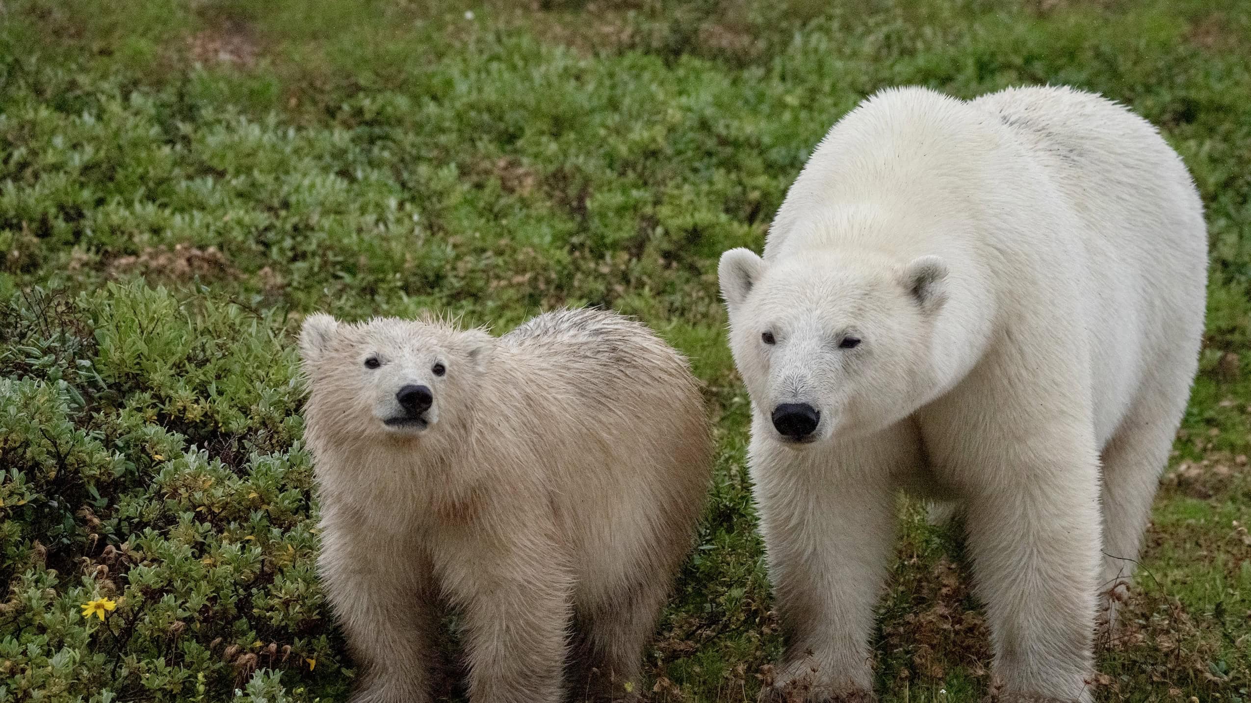 A mother and baby polar bear look just beside the camera in a field of greenery. The mother is clean and white, the baby is wet and dirty.