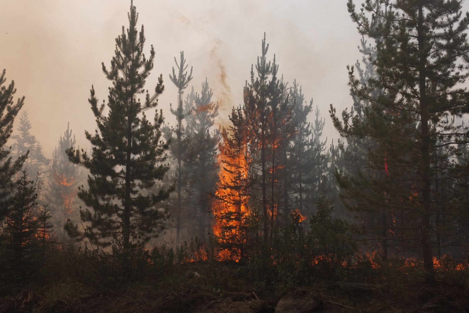 Trees in a coniferous forest burn during a wildfire.