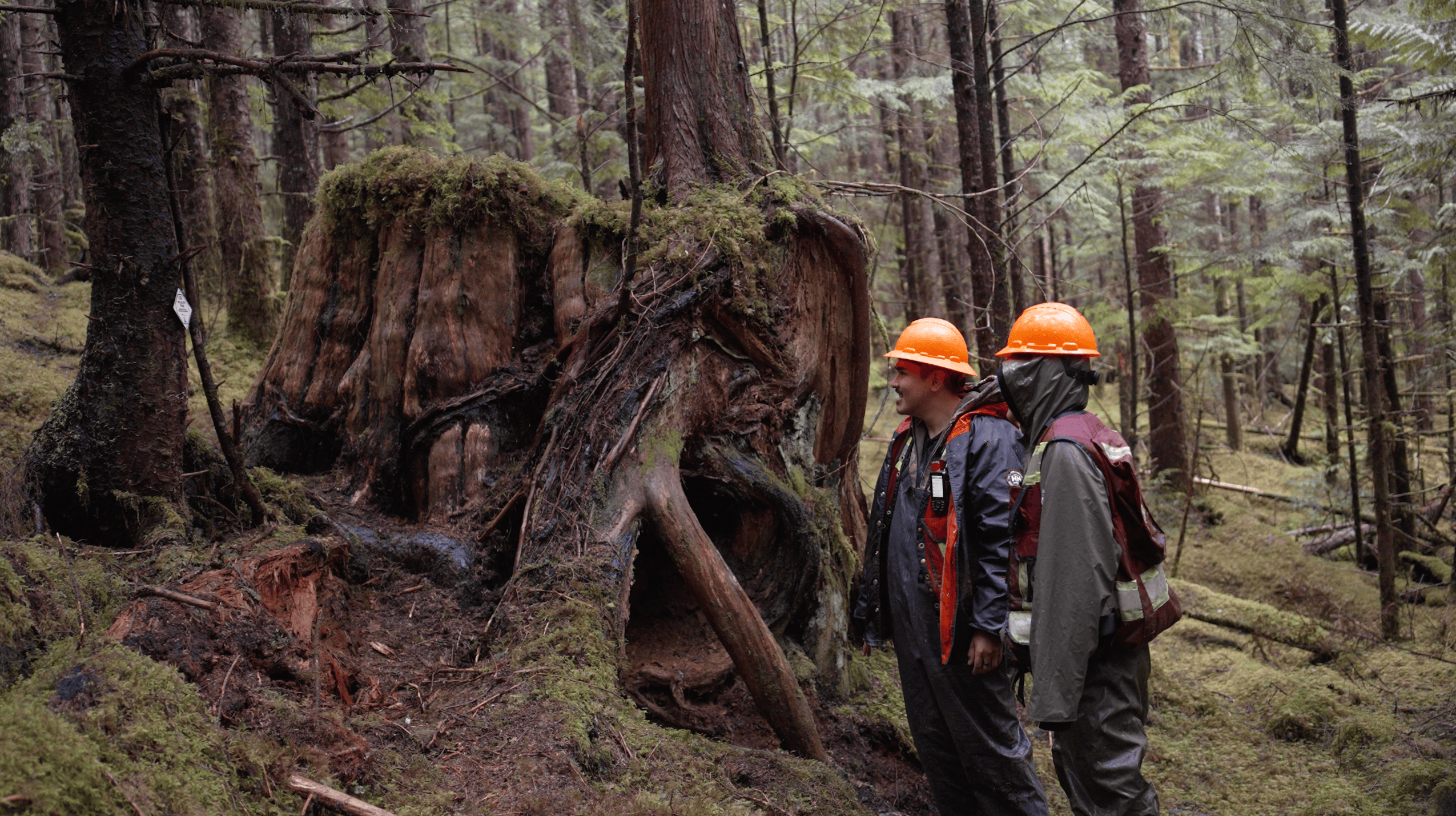 Elijah Washington and Brandon Davis both wear rain gear, hazard vests and orange safety helmets as they stand next to a large, modified tree stump in a mossy forest.
