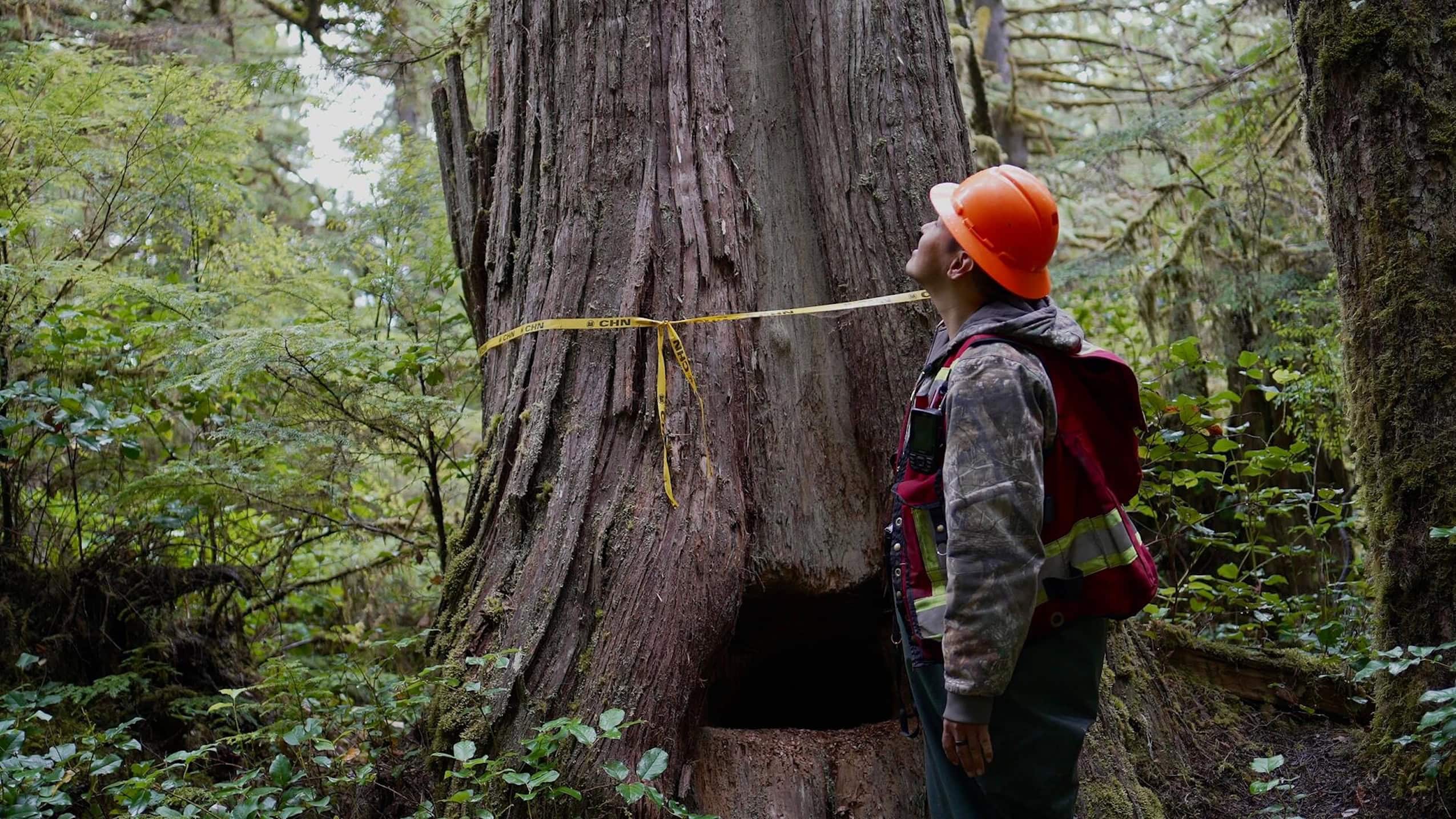 Elijah Washington looks up at a living red cedar tree with a natural bear den at its base. A yellow tape reading "CHN" (for Council of Haida Nation) is tied around its trunk.