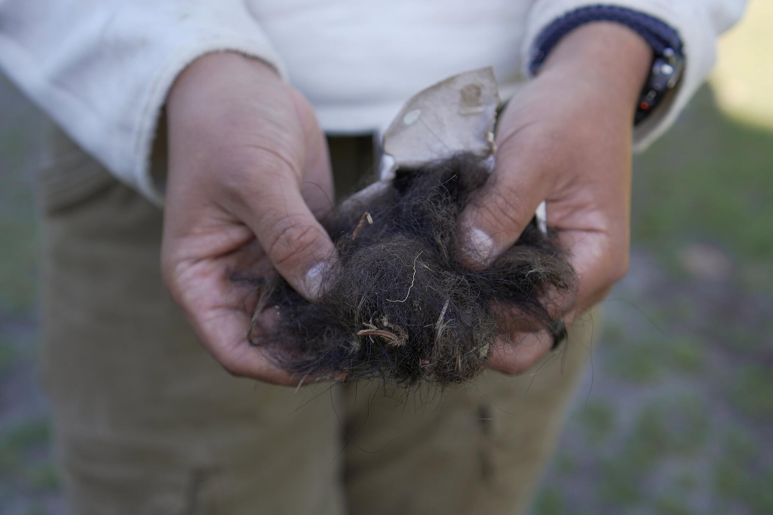 A close-up of hands holding a clump of black bear fur.