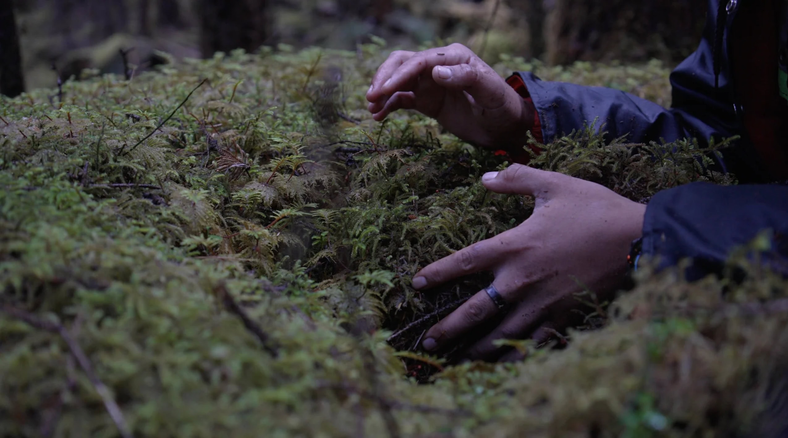 Hands pose above a mossy tree cavity to show its size.
