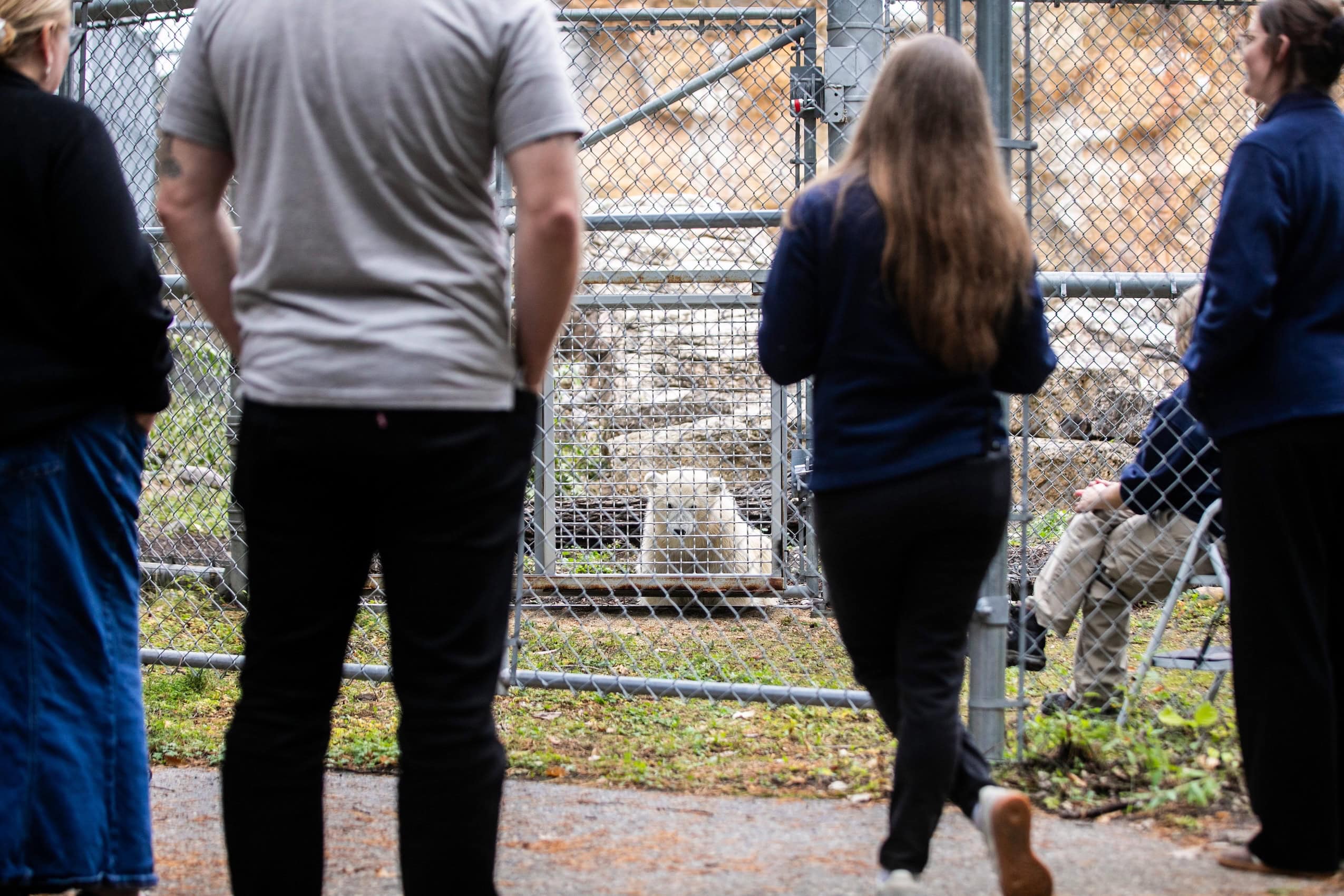 A baby polar bear looks through the fence of his enclosure while zoo patrons look at him.