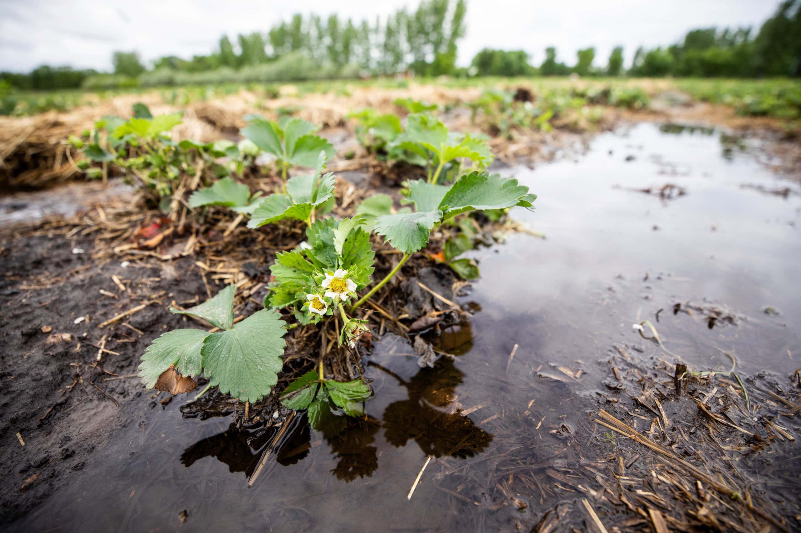 A closeup image of a strawberry plant growing in a rain-drenched field.