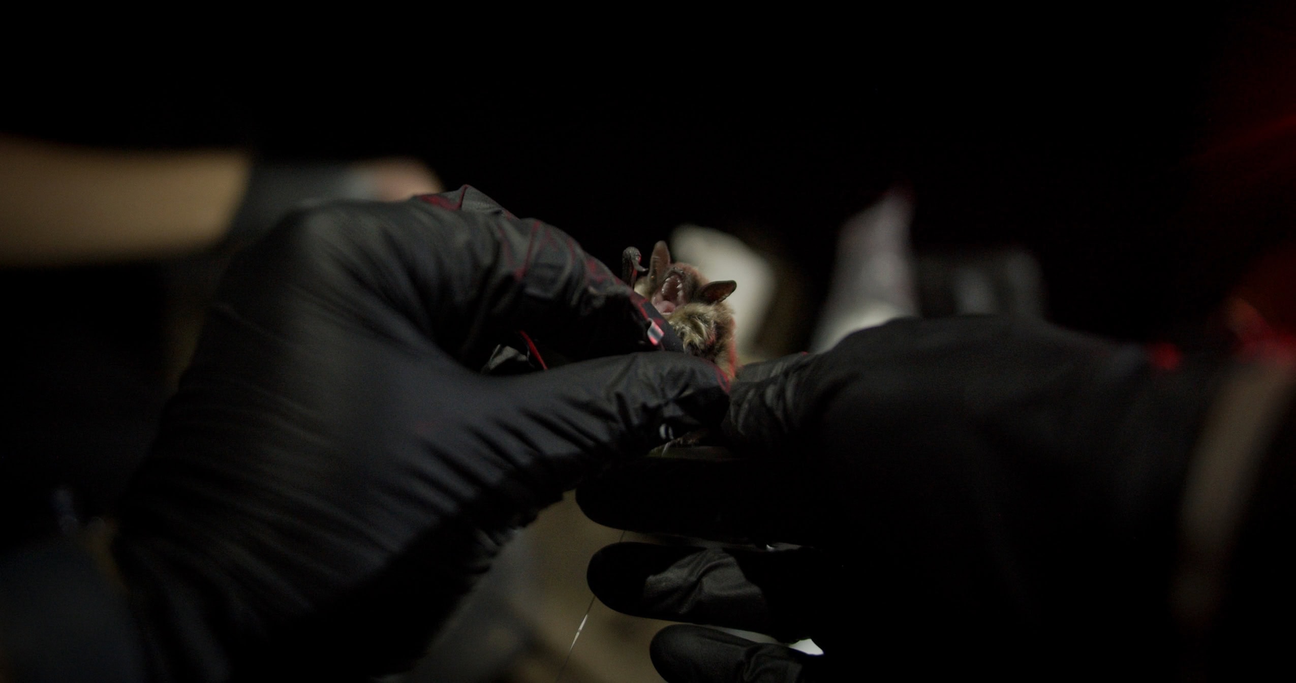 A closeup of two hands wearing black gloves holding a bat at night.