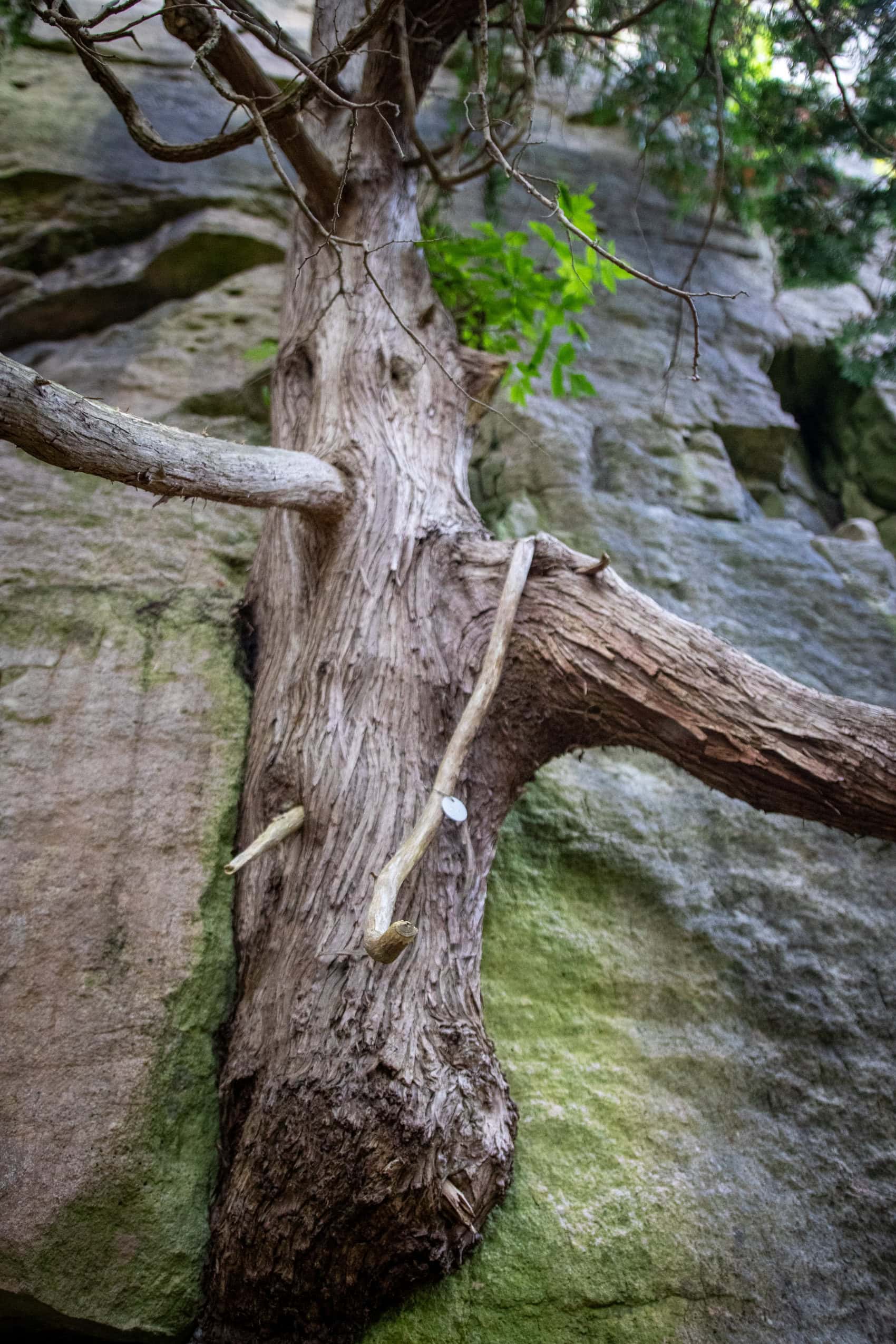 A cedar tree clings to the face of a rock cliff in Devil's Glen Provincial Park.