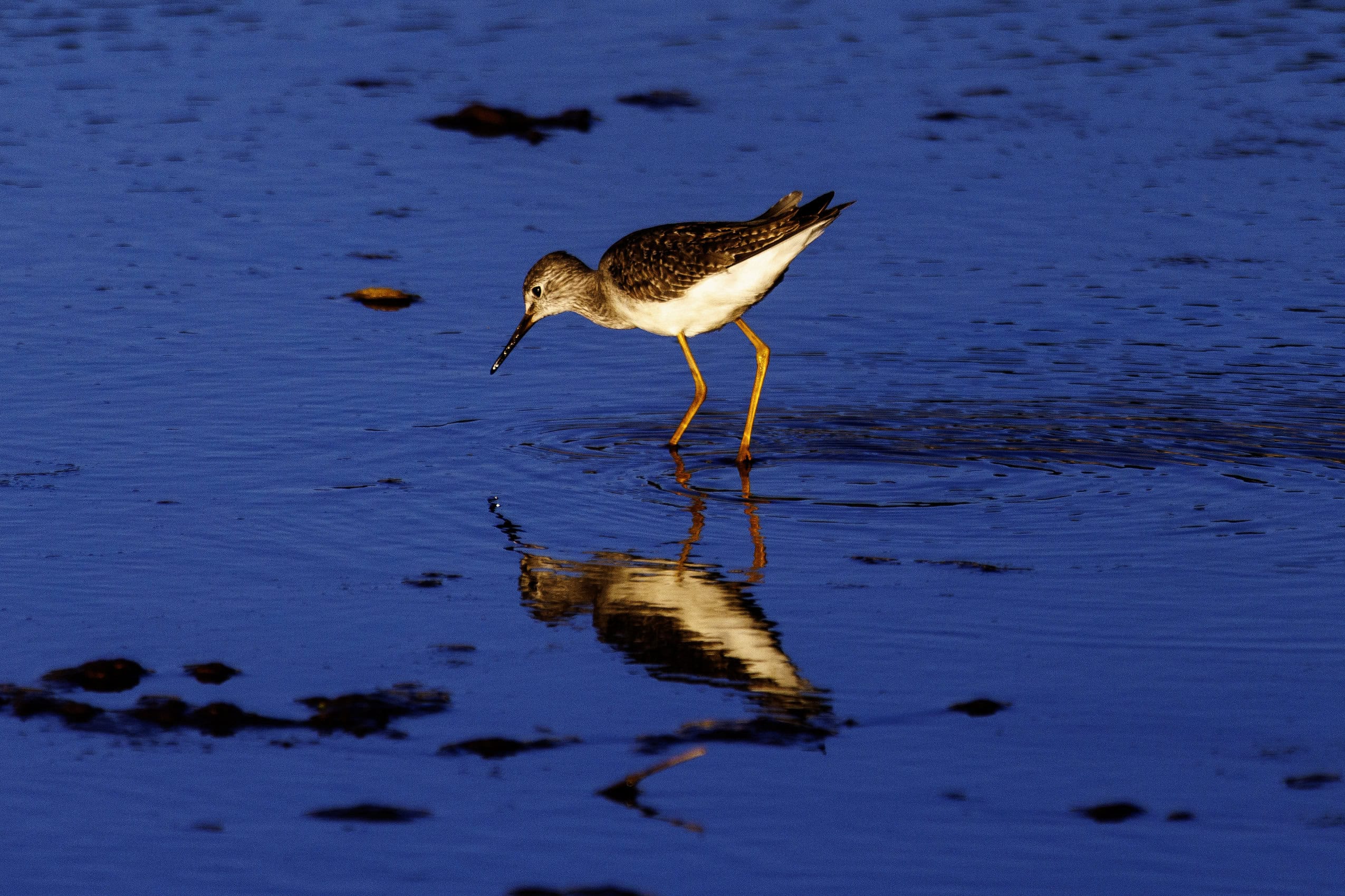 A shorebird forages at a marsh at Grindstone Marsh, where Grindstone Creek flows into Hamilton Harbour.