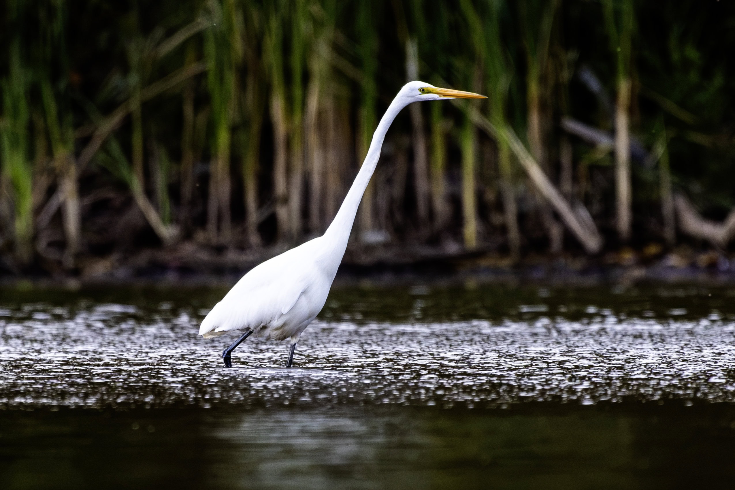 A great egret wades in Carroll's Bay, at the west end of Hamilton Harbour, in Burlington, Ontario.