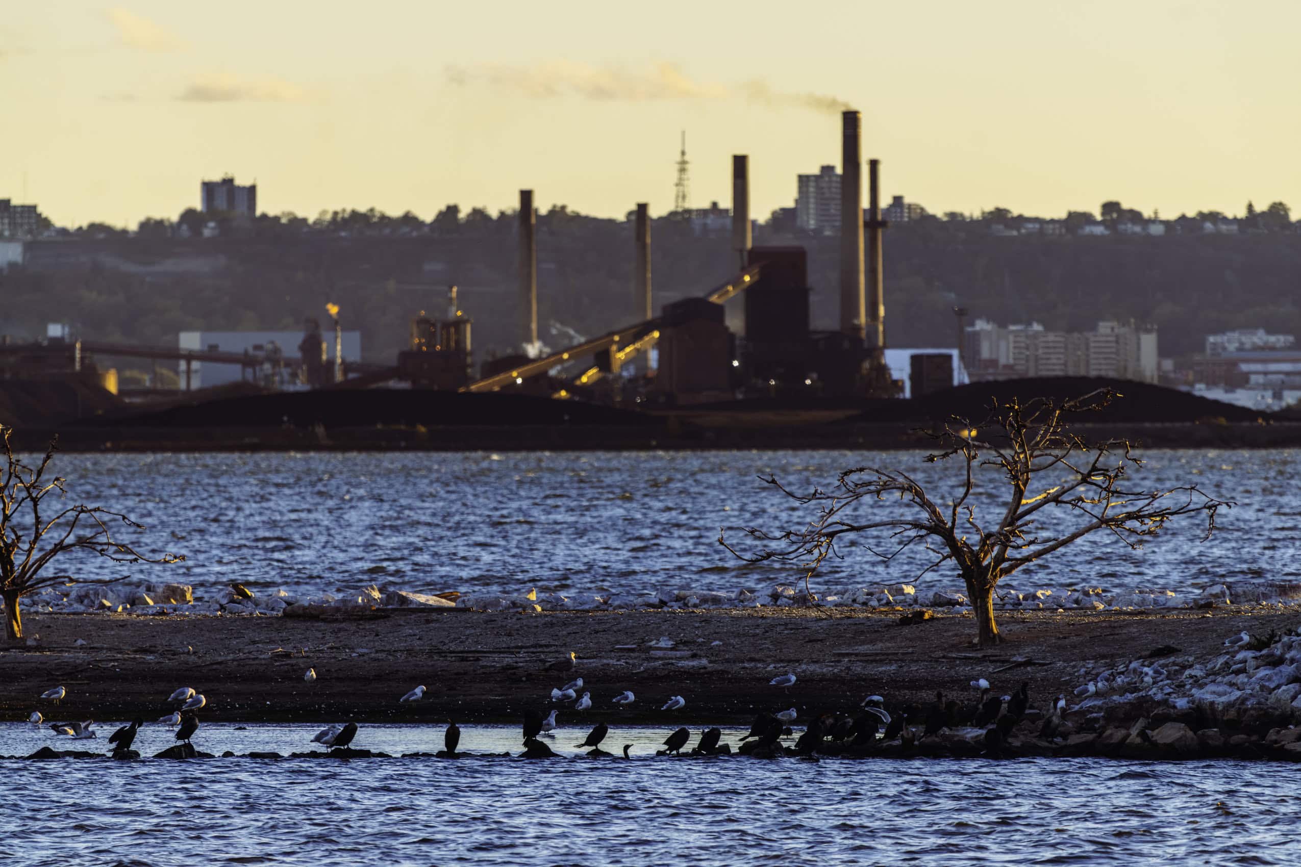 Birds gather on an island in Hamilton Harbour, with the Stelco steel plant seen in the background across the harbour.