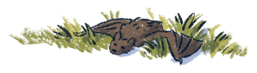 An illustration of a brown bat sprawled on the green grass, representing species found at Devil's Glen