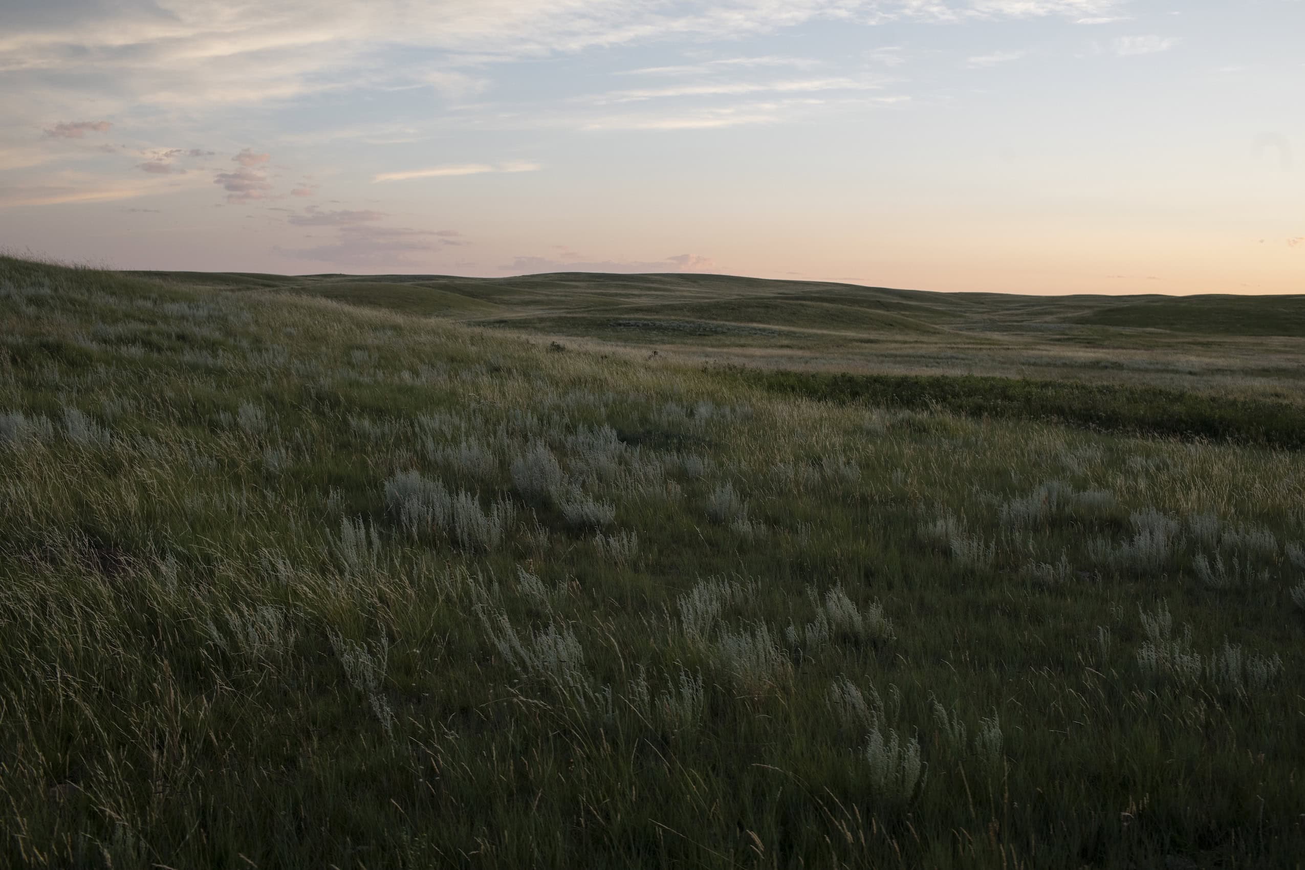 A tallgrass prairie shimmers during twilight.