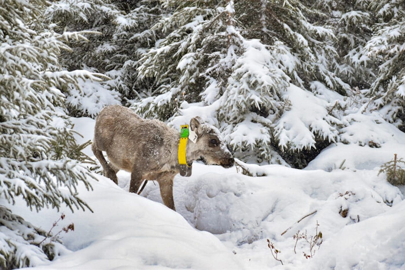 A caribou with a yellow and green collar stands in the middle of a snow blanketed forest.
