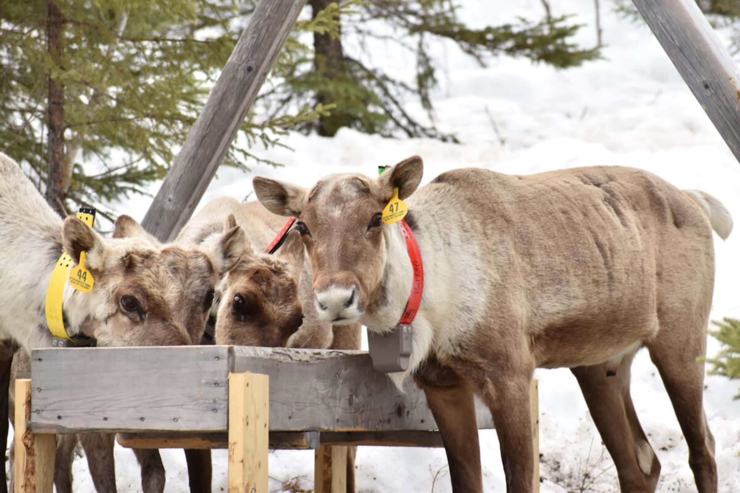 In a snowy forest, two caribous eat from a trough while a third looks at the camera.