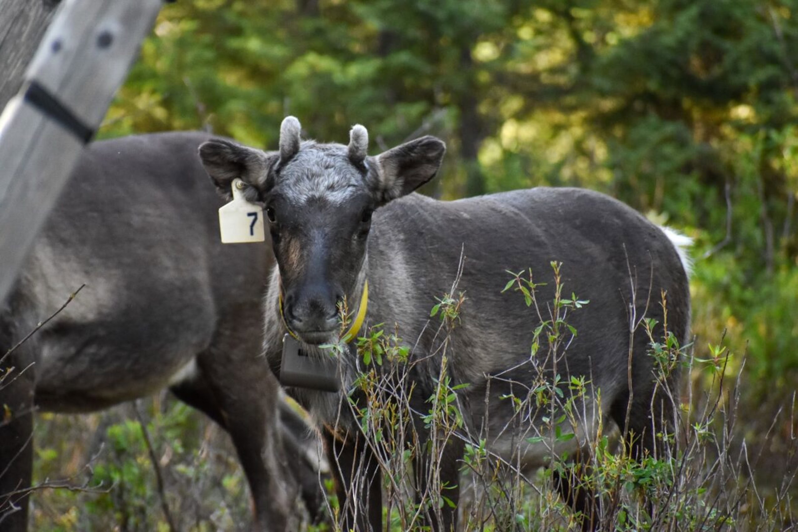 In a green forest, two grey caribous are pictured. One is slightly out of frame, with just his hind legs in frame. The other looks directly at the camera with a tag on his ear with the number seven on it.