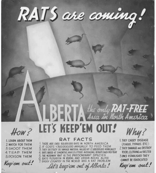 An old poster in grayscale tells people in Alberta rats are coming