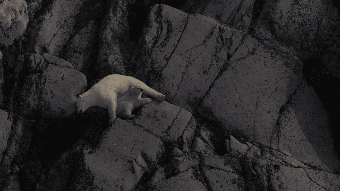 A mother and baby polar bear lounge out on the side of a rocky face.