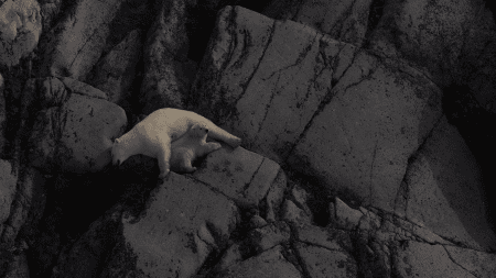 A mother and baby polar bear lounge out on the side of a rocky face.