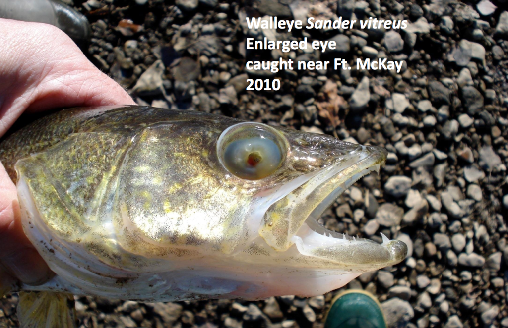 mutated fish from chernobyl